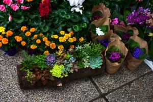 plants