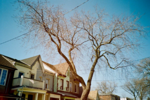 dried tree